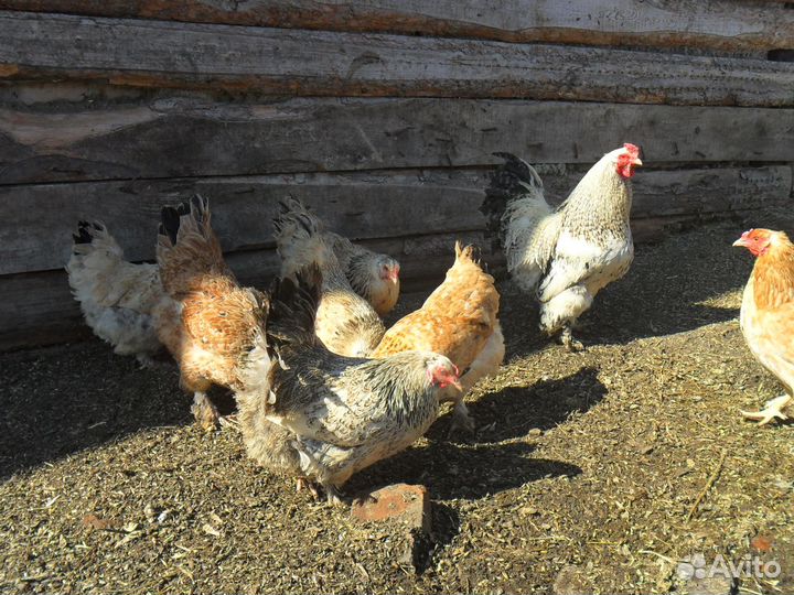 Инкубационное яйцо