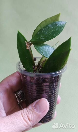 Хойи Дептера, буотти, Грацилис