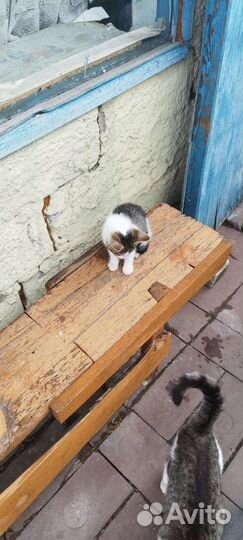 Кошки в добрые руки бесплатно