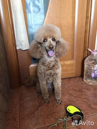 Передержка мелких пород собак