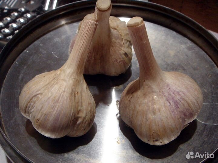 Мак маки, многолетние цветы