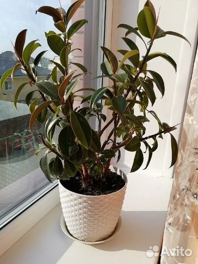 Комнатные растения цветы