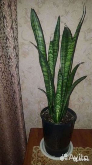 Дифенбахия.Кофе арабика.Фикусы.Аллое