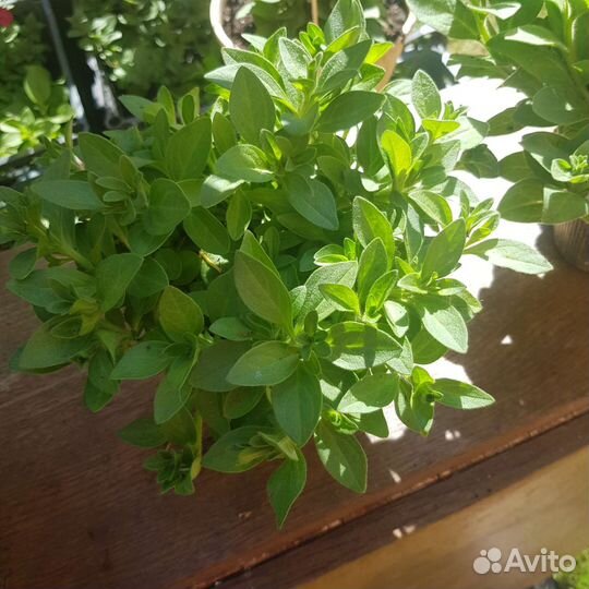 Петуния рассада