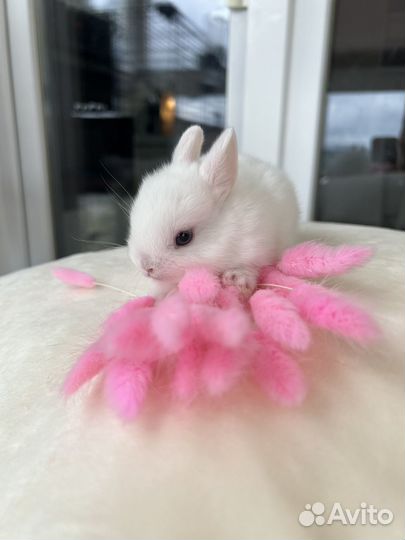 Карликовый, декоративный кролик