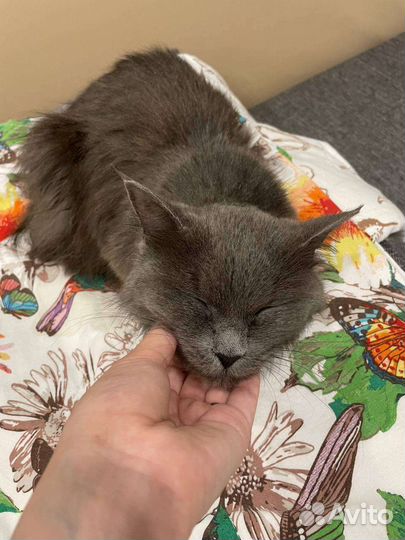 Кошка в добрые руки