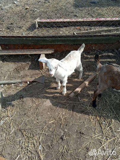 Козы и козлята продажа