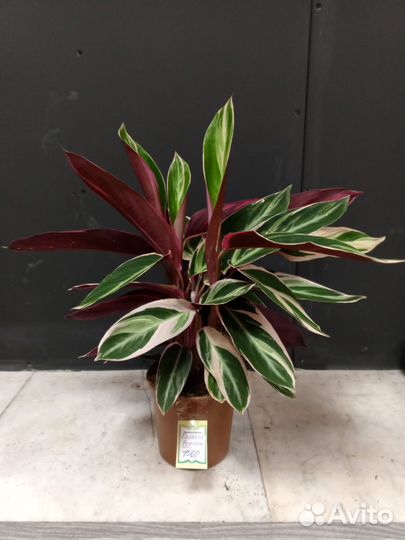 Калатея фьюжн