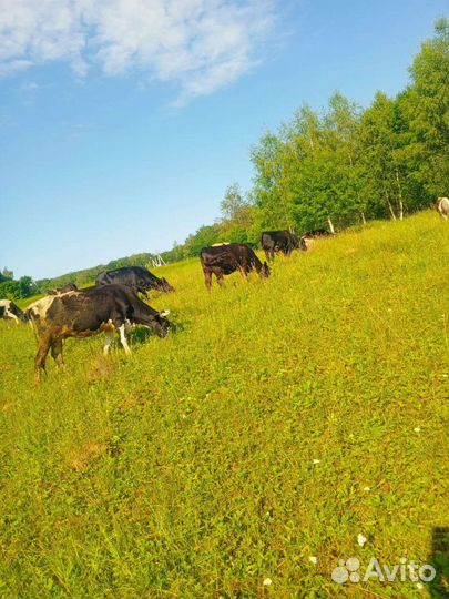 Коровы молочные для, мясо