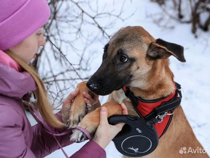 Собака в добрые руки