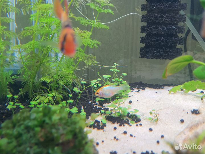 Апистограма рамерези рыбка