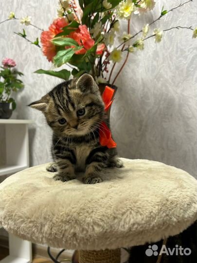 Шотландские вислоухие котята