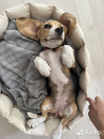 Щенки бигль девочка