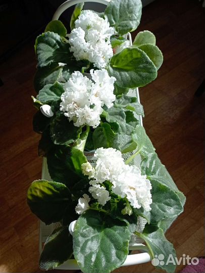 Фиалка в горшках