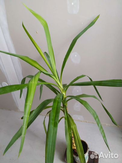 Юкка, драцена, алоказия