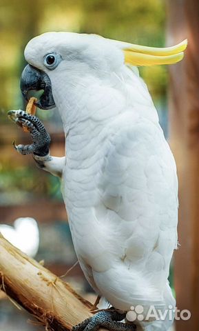 Ручн�ой говорящий попугай
