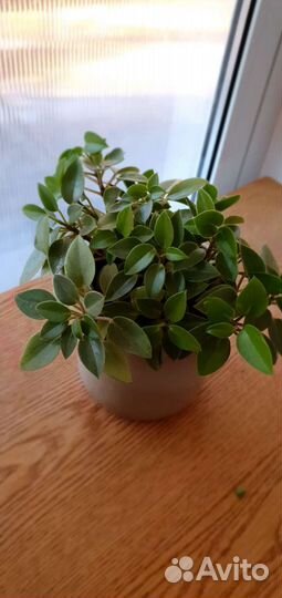 Комнатные растения цветы