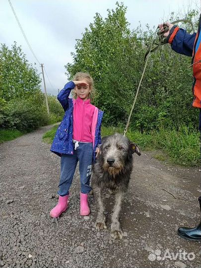 Метис ирландский волкодав