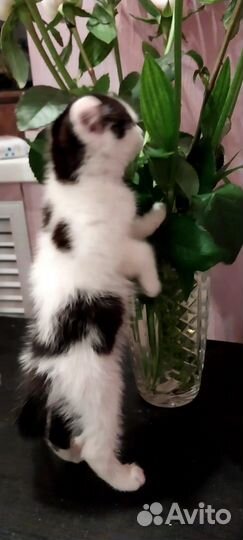 Котики в добрые руки