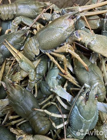Раки вареные и живые
