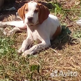 пойнтер - Собаки и щенки🐕 породы Пойнтер: купить недорого во всех регионах  | Цены на собак | Авито