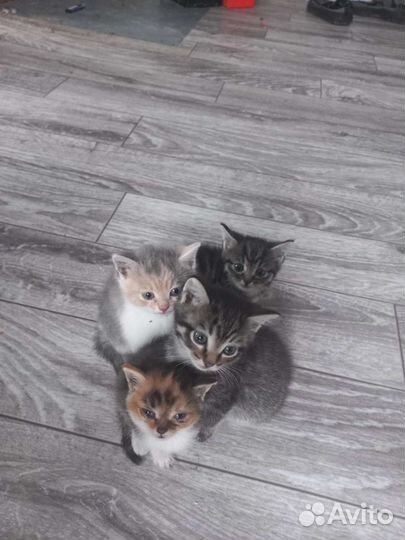 Домашние животные котята
