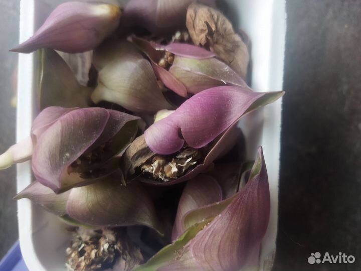 Семена традесканция рео