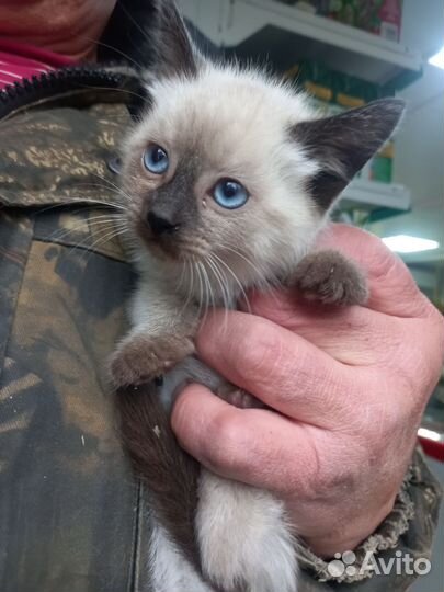 4 котенка девочки 2 месяца