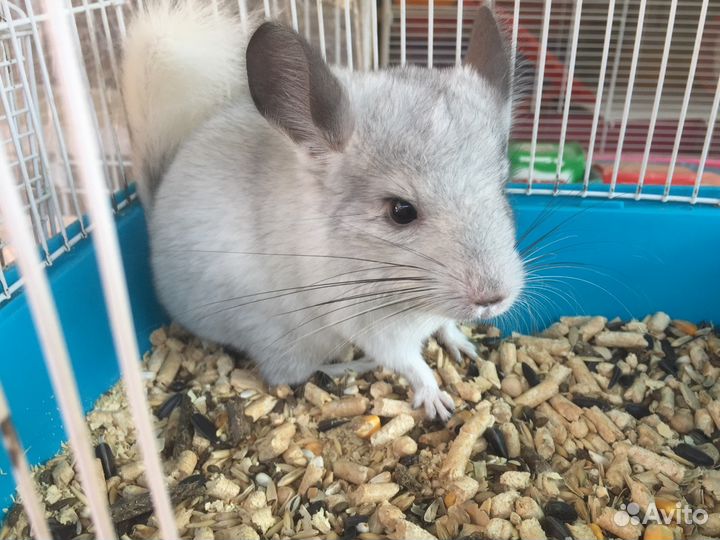 Шиншилла цвет Чёрный бархат,стандарт и пастель