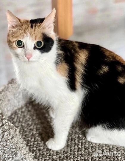 Кошечка на удачу