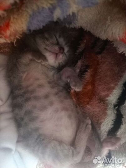 Британская