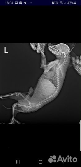 Йоркширский терьер мальчик