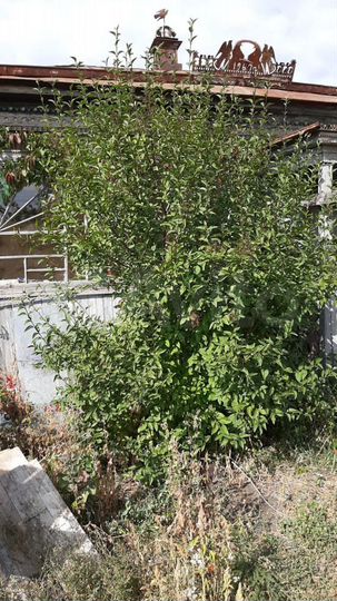 Дом 45 м² на участке 27 сот.