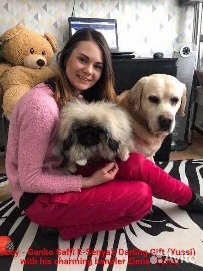 Передержка, выгул собак, кинолог