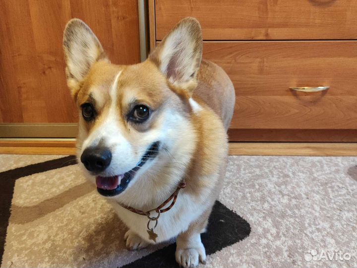 Шнурок для адресника