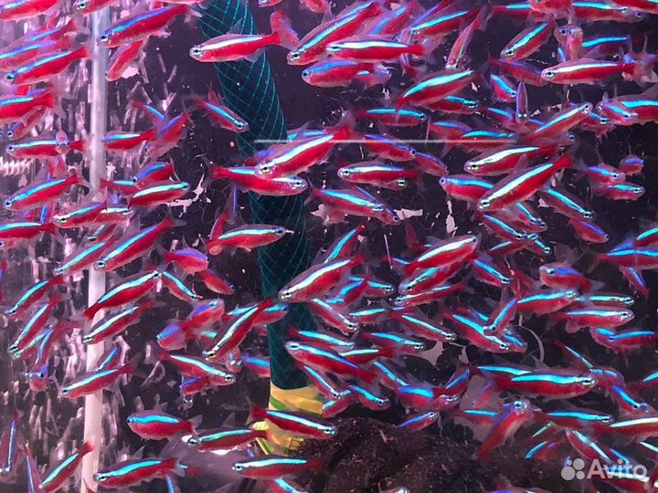 Аквариумные рыбки неоны