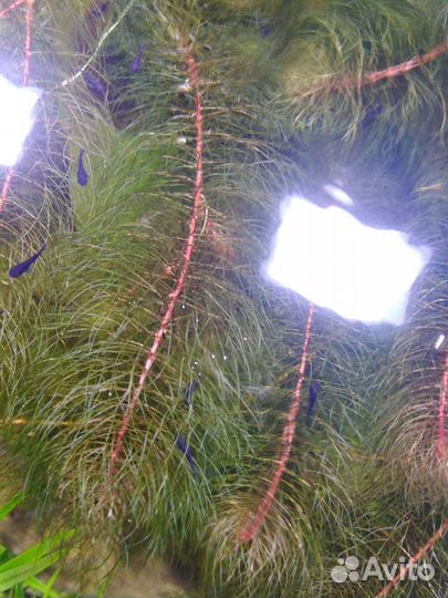 Аквариумные растения