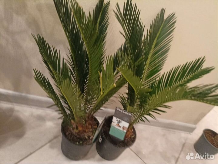 Цикас революта