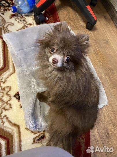 Померанский шпиц девочка