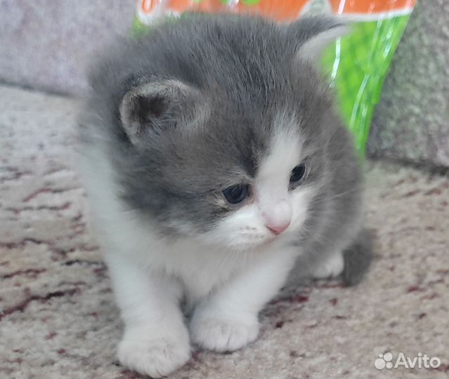 Котята пушистики