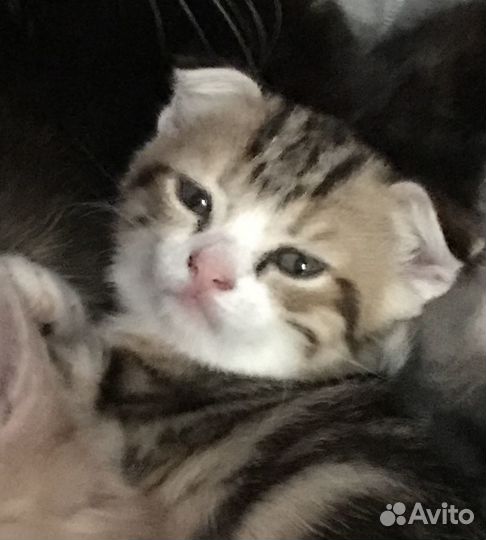 Котята в добрые руки бесплатно