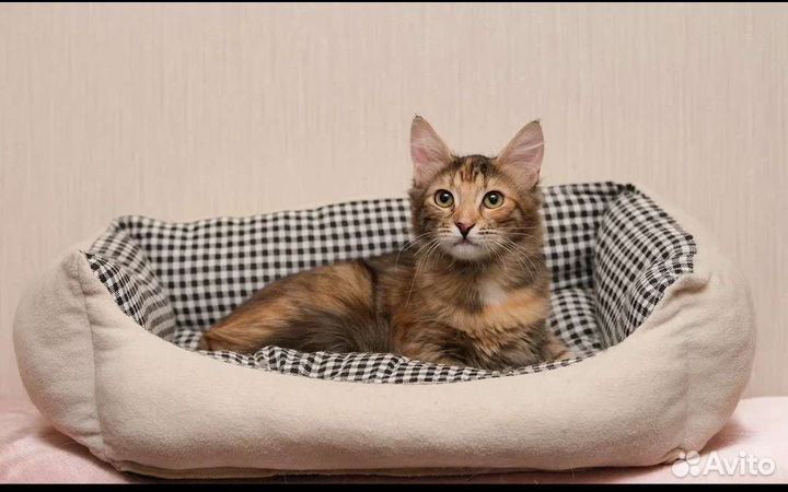 Кошка Юлька