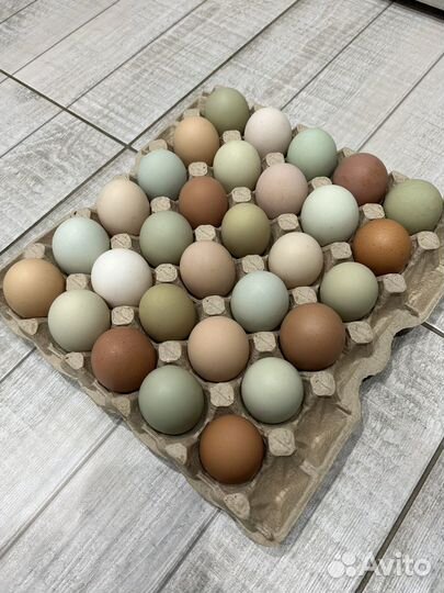 Инкубационное яйцо кур