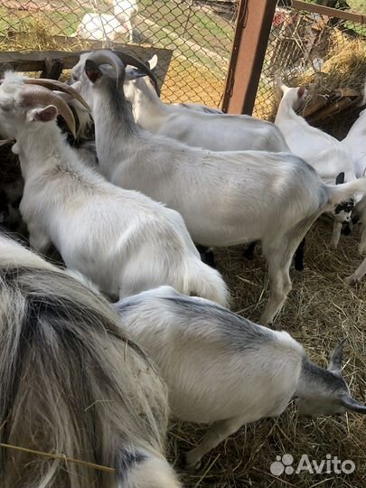 Козы заанинской породы