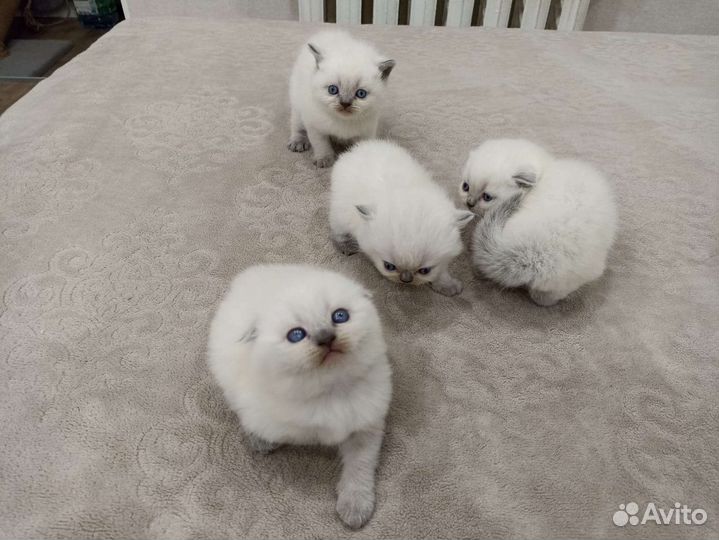 Кукольные шотландские детки