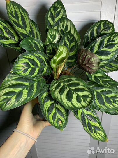 Калатея Макоя