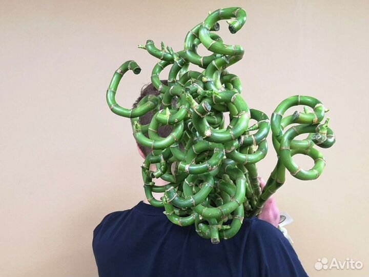 Бамбук спираль 50 см Нидерланды Цветы