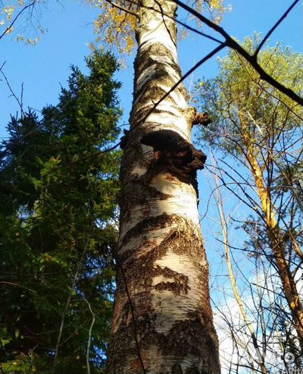 Иван-чай с чагой 200гр, авитодоставка