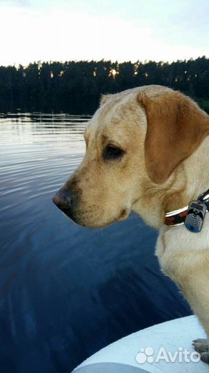 Лабрадор ретривер вязка.кабель