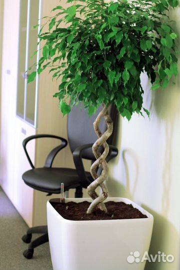 Фикус Бенджамина плетеные стволы